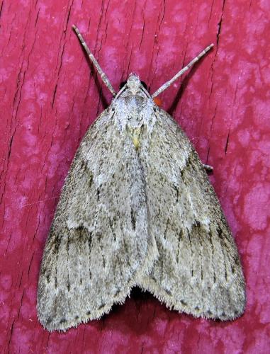Réf. 339 601 : Pachycnemia hippocastanaria